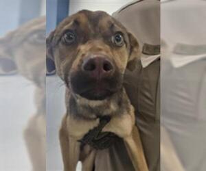 Labrador Retriever-Unknown Mix Dogs for adoption in Temple, TX, USA