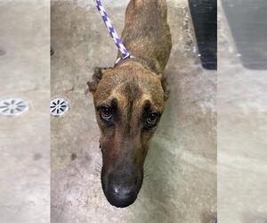 Mutt Dogs for adoption in San Andreas, CA, USA