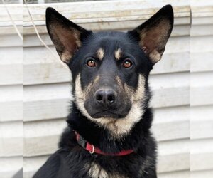German Shepherd Dog Dogs for adoption in Springfield, VA, USA