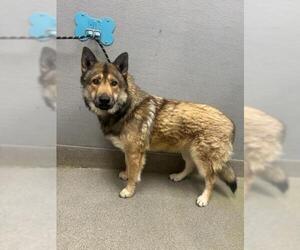 German Shepherd Dog-Unknown Mix Dogs for adoption in Las Vegas, NV, USA