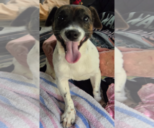 Jack Russell Terrier-Unknown Mix Dogs for adoption in Decatur, GA, USA