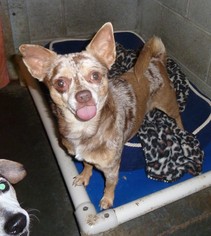 Chihuahua Dogs for adoption in Ashland, VA, USA