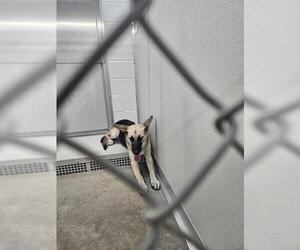 German Shepherd Dog Dogs for adoption in Temple, TX, USA