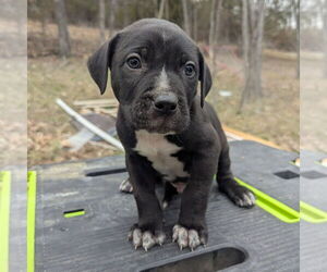 Catahoula Leopard Dog-Unknown Mix Dogs for adoption in Vail, AZ, USA