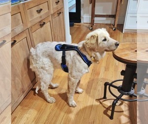 Great Pyrenees-Retriever  Mix Dogs for adoption in Fultonham, NY, USA