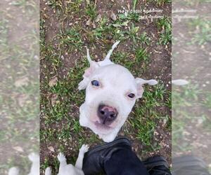 American Staffordshire Terrier-Unknown Mix Dogs for adoption in San Antonio, TX, USA