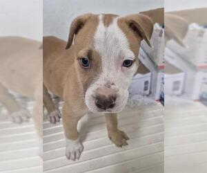 American Pit Bull Terrier-Unknown Mix Dogs for adoption in Bakersfield, CA, USA