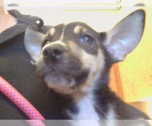 Siberian Husky-Unknown Mix Dogs for adoption in Sacramento, CA, USA
