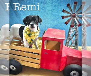 Rat Terrier-Unknown Mix Dogs for adoption in Arcadia, FL, USA