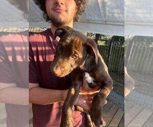 Mutt Dogs for adoption in Candler, NC, USA