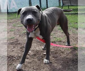 American Staffordshire Terrier-Unknown Mix Dogs for adoption in San Antonio, TX, USA