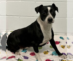 American Staffordshire Terrier-Unknown Mix Dogs for adoption in Tavares, FL, USA
