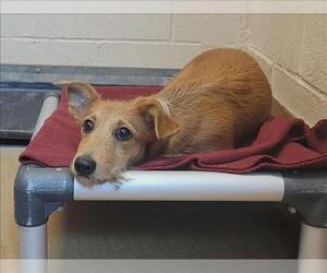 Mutt Dogs for adoption in Martinez, CA, USA