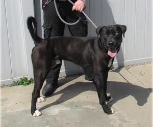 Huskies -Labrador Retriever Mix Dogs for adoption in Louisville, KY, USA