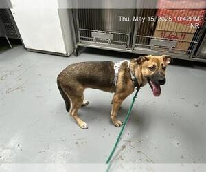 German Shepherd Dog-Unknown Mix Dogs for adoption in Ocala, FL, USA