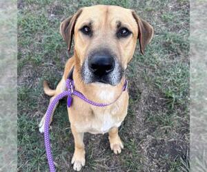 Labrador Retriever-Unknown Mix Dogs for adoption in San Antonio, TX, USA