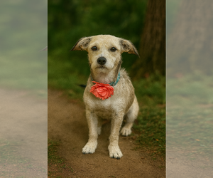 Dachshund-Unknown Mix Dogs for adoption in Phoenix, AZ, USA