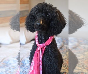 Poodle (Standard) Dogs for adoption in Gulfport, MI, USA
