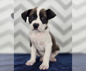 Bulldog-Labrador Retriever Mix Dogs for adoption in Lakewood, CO, USA