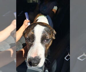American Pit Bull Terrier Dogs for adoption in Ocala, FL, USA