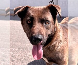 Chow Chow-Siberian Husky Mix Dogs for adoption in Lake Forest, CA, USA