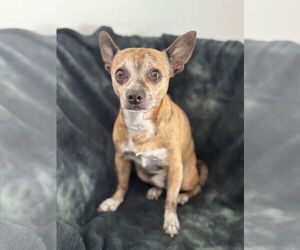 Chihuahua Dogs for adoption in Bellevue, WA, USA