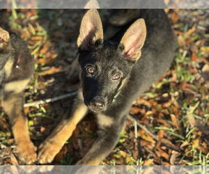 German Shepherd Dog-Unknown Mix Dogs for adoption in Imlay City, MI, USA