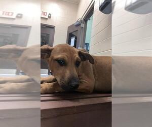 Bluetick Coonhound-Unknown Mix Dogs for adoption in Corpus Christi, TX, USA