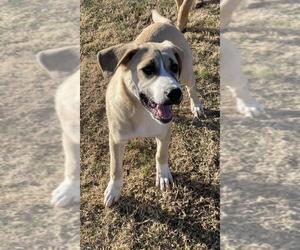 Great Pyrenees-Unknown Mix Dogs for adoption in Prague, OK, USA