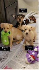 Doodle Dogs for adoption in Pottstown, PA, USA