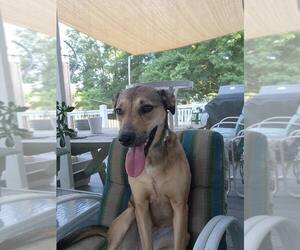 Mutt Dogs for adoption in New Oxford , PA, USA