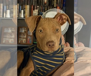 Labrador Retriever Dogs for adoption in St. Louis Park, MN, USA