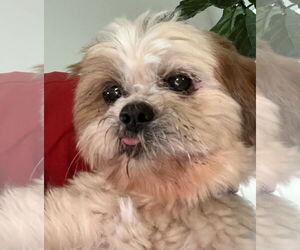 Shih Tzu Dogs for adoption in Wheaton, IL, USA