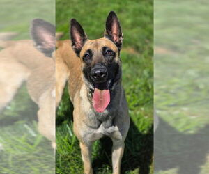 Mutt Dogs for adoption in Imlay City, MI, USA