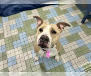 American Staffordshire Terrier-Labrador Retriever Mix Dogs for adoption in Fort Collins, CO, USA