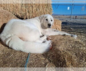 Medium Photo #1 Great Pyrenees Puppy For Sale in Bountiful, UT, USA