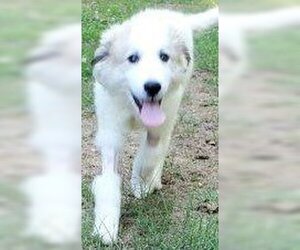 Great Pyrenees Dogs for adoption in Newfoundland, PA, USA