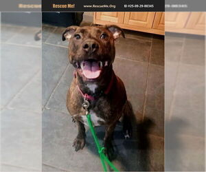 American Pit Bull Terrier Dogs for adoption in Benton, PA, USA