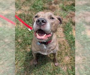 American Pit Bull Terrier Dogs for adoption in Waterford, VA, USA