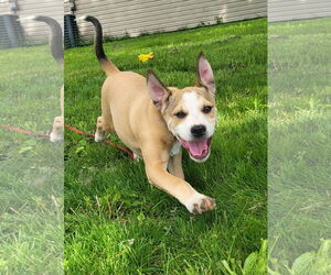 Jack Russell Terrier-Unknown Mix Dogs for adoption in Germantown, OH, USA
