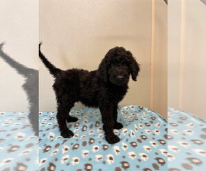 Golden Retriever Dogs for adoption in Osgood, IN, USA