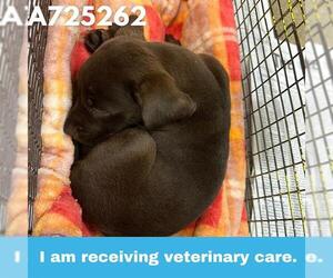 Labrador Retriever Dogs for adoption in San Antonio, TX, USA