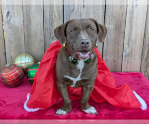 Basset Hound-Unknown Mix Dogs for adoption in Fresno, CA, USA