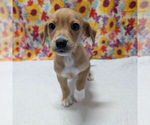 Cheagle Dogs for adoption in Chico, CA, USA