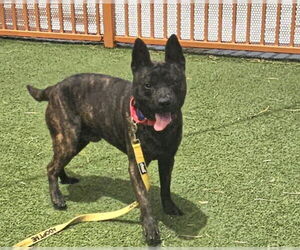 American Pit Bull Terrier-Unknown Mix Dogs for adoption in Las Vegas, NV, USA