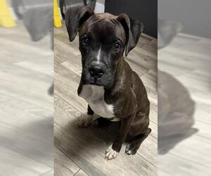 Boxer Dogs for adoption in Redlands, CA, USA