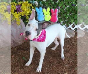 American Pit Bull Terrier-Unknown Mix Dogs for adoption in Oklahoma City, OK, USA