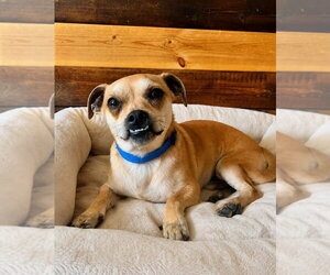Chihuahua Dogs for adoption in Aurora, IN, USA