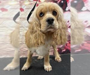 Cocker Spaniel Dogs for adoption in Westminster, MD, USA