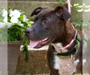 Mutt Dogs for adoption in Madison, WI, USA